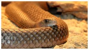 10 ular berbisa paling mematikan di dunia, garaga milik panji petualang termasuk belakangan ini viral seekor ular king cobra. 5 Ular Paling Berbisa Di Dunia Tribunnewswiki Com Mobile