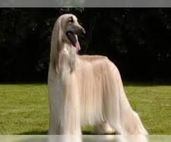However, there's no need to worry! Afghan Hound Breed Information And Pictures On Puppyfinder Com
