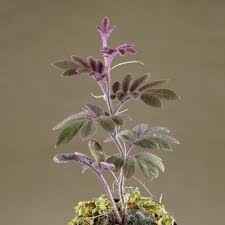 Image result for Peponium sp. A