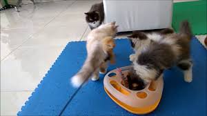 Sebab kenapa bulu kucing gugur. Penyebab Bulu Kucing Persia Rontok Youtube
