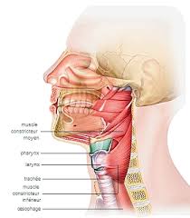 L'adénocarcinome pulmonaire est considéré comme l'une des formes les plus courantes de cancer du poumon non à petites cellules. Encyclopedie Larousse En Ligne Fausse Route Alimentaire