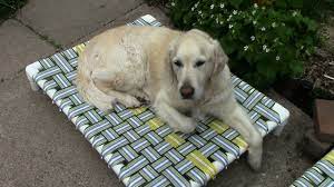 Check spelling or type a new query. How To Make A Raised Dog Bed With Pvc And Nylon Webbing Youtube