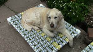 Check spelling or type a new query. How To Make A Raised Dog Bed With Pvc And Nylon Webbing Youtube