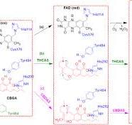 The biosynthesis of the cannabinoids | Journal of Cannabis ...