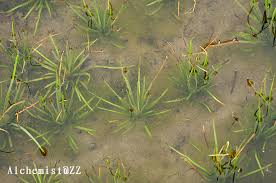 Image result for Isoetes