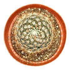 This cactus makes a great houseplant and will grow comfortably in a pot. Mammillaria Spinosissima Red Headed Irishman Cactus Succulent Gift Decor Ideas Succulents Box