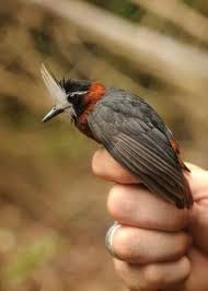 Black And White Bird With Red Spot On Head The White Plumed Antbird Pithys Albifrons Is A Species Of Insectivorous Bird In The Thamnophilidae Family It Is Marked Birds Colorful Birds Beautiful Birds