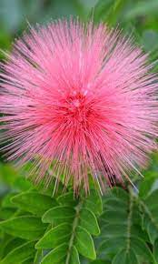 Download Mobile Wallpaper Flowers Plants Free 24676 Beautiful Flowers Unusual Flowers Amazing Flowers