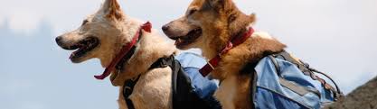 There is a pet deposit per stay of 50 usd. Holiday Inn Express Pet Policy Tripswithpets Com