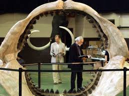 Megalodon (otodus megalodon), meaning big tooth, is an extinct species of mackerel shark that lived approximately 23 to 3.6 million years ago (mya), during the early miocene to the pliocene. Lebt Der Urzeit Riesenhai Noch In Der Tiefsee Welt