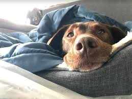 Many dogs who successfully go through treatment live for another year, and some live for another five to six years. Covid 19 Vet School Shut Down Keeps Dog From Transplant Raleigh News Observer