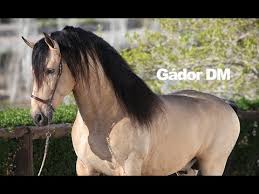 Buckskin andalusian, buckskin andalusian for sale, buckskin andalusian stallions, buckskin andalusian horses, buckskin andalusian star stable, buckskin andalusian sso. Buckskin Andalusian Stallion Gador Dm Pre Horse