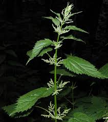 Image result for Urtica