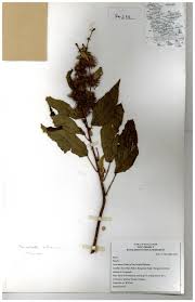 Image result for Triumfetta pilosa