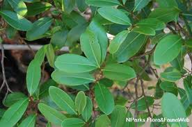 Image result for Xylocarpus