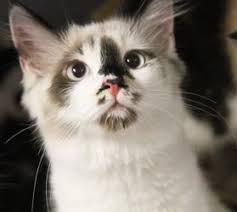 Find your new best friend below—or adopt at a petco store. Adopt Posh On Petfinder Why Do Cats Purr Cat Adoption Cats