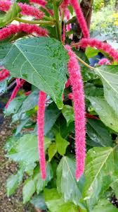 Image result for Acalypha fimbriata