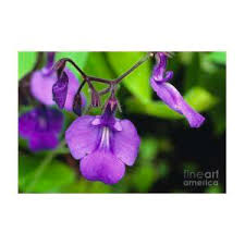 Image result for Streptocarpus glandulosissimus