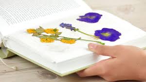 Pressing leaves is easy and fun classic way to preserve leaves. How To Preserve Flowers In A Book 10 Steps With Pictures