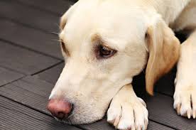 Check spelling or type a new query. How To Treat Sudden Lethargy And Exercise Intolerance In Dogs