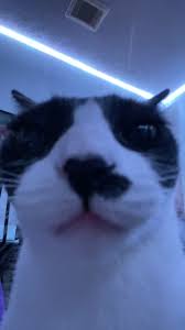 Fetch me their souls tik tok memes compilation. Fetch Me Their Souls Creation De Tik Toker Chansons Populaires Sur Tiktok