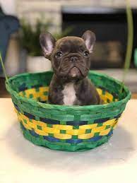 French bulldog puppies $0 (pdx) hide this posting restore restore this posting. Monarch French Bulldogs Home Facebook