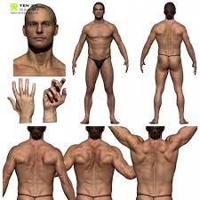 Find & download the most popular male anatomy photos on freepik free for commercial use high quality images over 8 million stock photos. Colour Male Anatomy Bundle