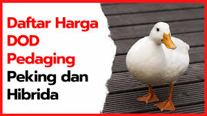 Jadi kandang dari bambu seperti digambar ini dari bambu saja, murah sekali kalau kita akan membuat 200 ekor. Daftar Harga Dod Peking Dan Hibrida Di 2021 Di 2021 Bebek Peternakan Persamaan