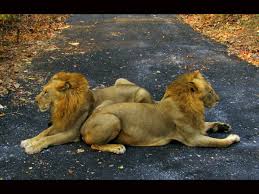 Sanjay Gandhi National Park in Mumbai ...