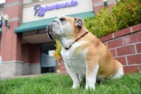 Designing a logo for new brand or business is no hassle, just use our logo maker to create a custom logo in seconds, straight from your browser and without hiring a designer. Gonzaga S Unofficial Mascot Maddie The Bulldog The Spokesman Review