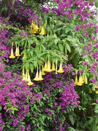 Image result for Brugmansia
