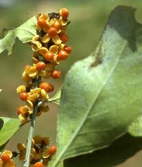 Image result for Maytenus undata