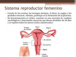 We did not find results for: Aparato Reproductor Femenino Y Sus Partes Con Imagenes