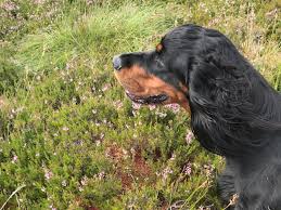 Find gordon setter puppies and breeders in your area and helpful gordon setter information. Working Gordon Setters Yennadon Nicky Ackerley