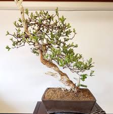 In the previous article we learned that if a bonsai loses all its leaves during the growing season, it will replace them with new ones, but that the new leaves will be smaller than the original ones. Harry Harrington On Twitter Work On A Honeysuckle Bonsai As It Had Already Been Styled See First Image From April 1st But Moved It To A Pot By Mariusz Folda With A