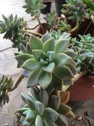 Ghost Plant Graptopetalum Paraguayense With Grayish Leaves Tinged With Light Lavender And Rosette Growth Habit This Succulent Succulents Plants Ghost Plant