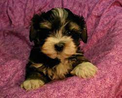 Pin By Cathy Young On Lovable Furry Friends Havanese Puppies For Sale Havanese Puppies Havanese Dogs