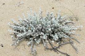 We did not find results for: Datei Otanthus Maritimus 2 Jpg Wikipedia