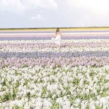 Just Living Is Not Enough One Must Have Sunshine Just Living Is Not Enough One Must Have Sunshine Freedom And A Little Flower Hans Christian Andersen Flowers Hans Christian Instagram Christian
