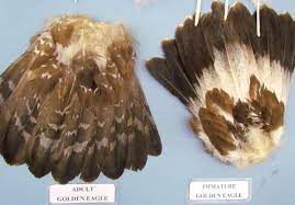 Lustrous gold feathers gleam on the back of its head and neck; Nature Notes Eagle Feather Bureaucracy Lifestyles Elkodaily Com
