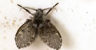 Black flies can be prevented from entering a house by closing all the windows and doors. How To Get Rid Of Drain Flies This Old House
