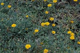 This is your home to buy your elegant plants and flowers, so today is a good day to buy some flowers or plants for. Gazania Rigens African Daisy Gazania Treasure Flower North Carolina Extension Gardener Plant Toolbox