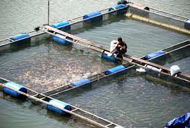 Keramba Jaring Apung Kja Untuk Budi Daya Ikan Nelayan