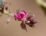 Image result for Indigofera flavicans