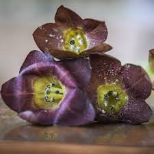 Image result for Nicolasia coronata