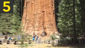 Called general sherman, the tree is about 52,500 cubic feet (1,487 cubic meters) in. Top 5 Biggest Trees On Earth Youtube