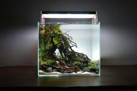 This is where a nano aquascape can be a great solution. 11 Bonsai Aquascape Ideas Aquascape Bonsai Aquarium Landscape