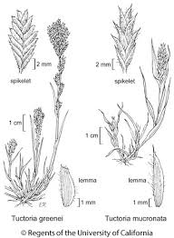 Image result for Acrachne