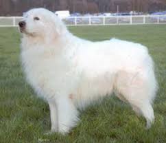 The current median price for all maremma sheepdogs sold is $1,600.00. Milwyr