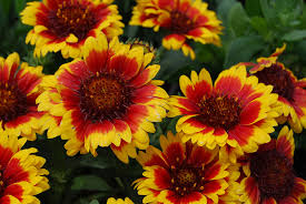 If you're searching for the flowers that thrive in the scorching sun and heat then see this list of the best heat tolerant flowers. 14 Sun Loving Perennials Anyone Can Grow Costa Farms